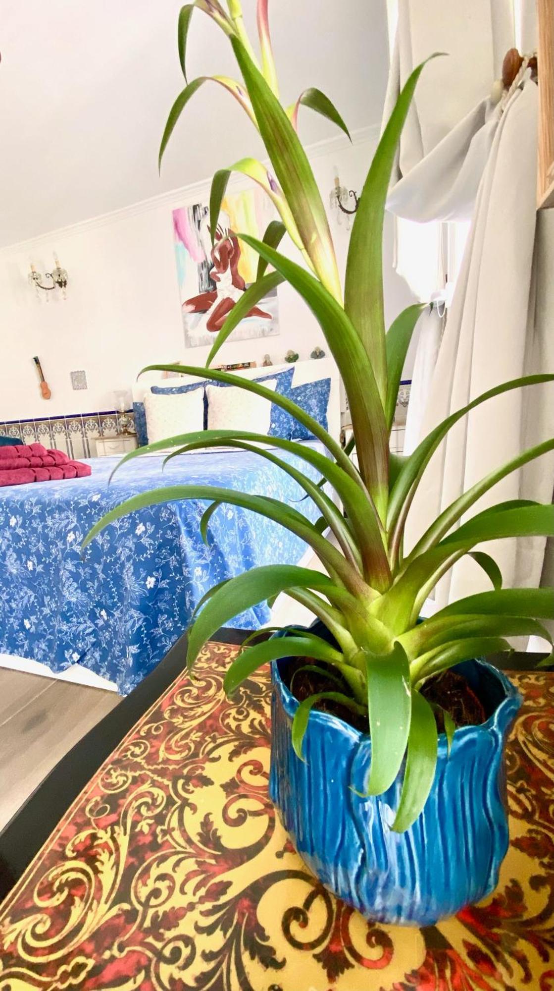 Zenit Olhao Bed & Breakfast Dış mekan fotoğraf